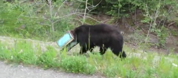 Un ours la tête coincée dans une boîte sauvé en Alaska - Sputnik Afrique