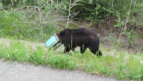Un ours la tête coincée dans une boîte sauvé en Alaska - Sputnik Afrique