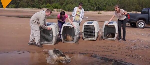 Libérez les phoques! - Sputnik Afrique