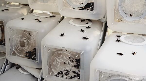 Des insectes - Sputnik Afrique