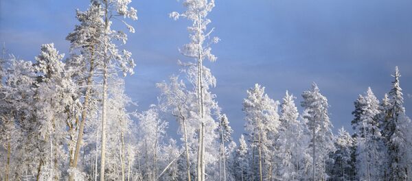 Les grands froids de l'hiver russe - Sputnik Afrique