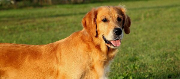Golden retriever Golden retriever - Sputnik Afrique