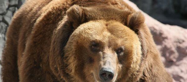 Un ours brun - Sputnik Afrique