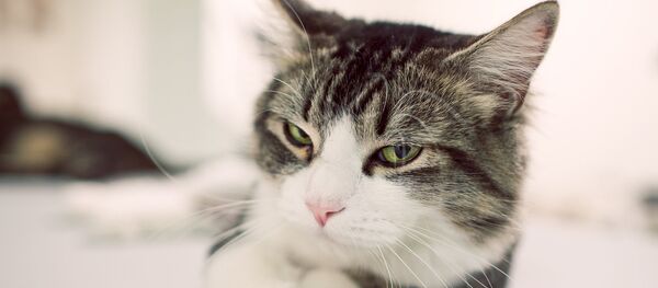 Chat - Sputnik Afrique