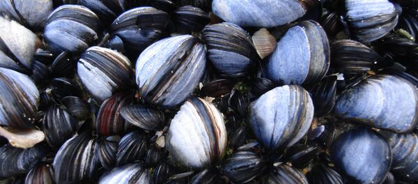 Les moules - Sputnik Afrique