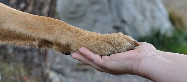 Un chien refuse de quitter un soldat hospitalisé - Sputnik Afrique