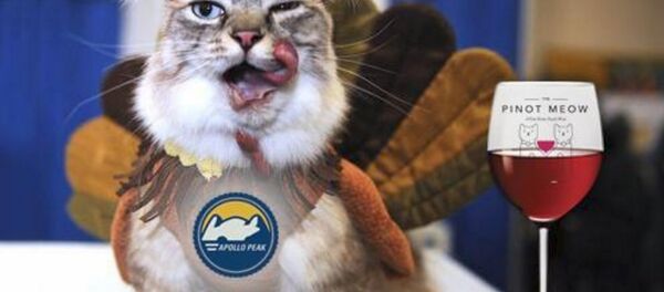 Le vin pour chats Le vin pour chats - Sputnik Afrique