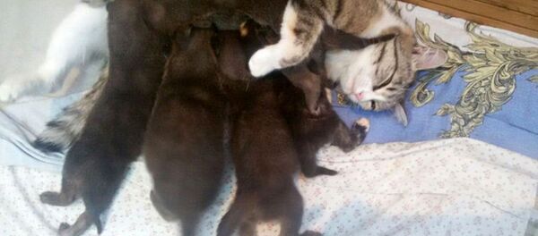 La chatte La chatte - Sputnik Afrique