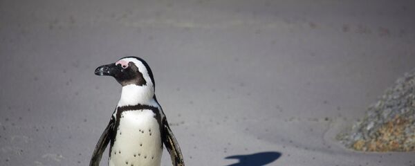 Пингвин - Sputnik Afrique