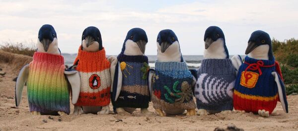 manchots manchots - Sputnik Afrique