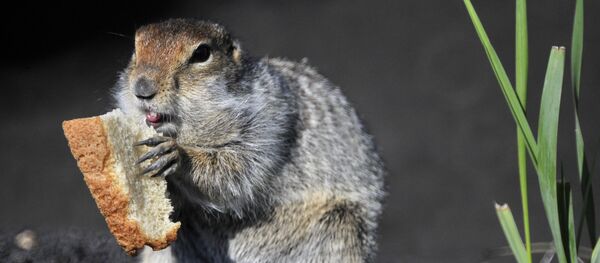 Ecureuil terrestre - Sputnik Afrique