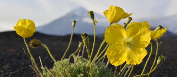 фотолента фотолента - Sputnik Afrique