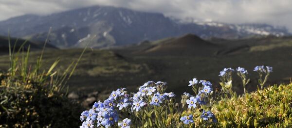 La nature serait le meilleur médicament contre le stress La nature serait le meilleur médicament contre le stress - Sputnik Afrique