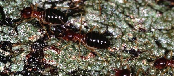 Les termites - Sputnik Afrique