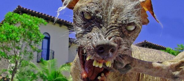 un chien moche un chien moche - Sputnik Afrique