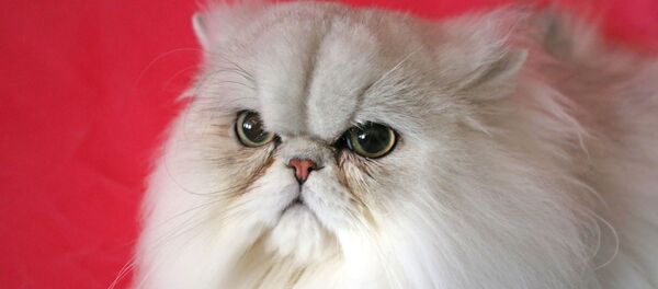 Un chat - Sputnik Afrique