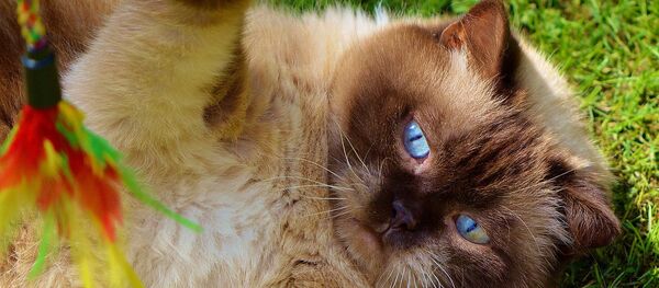 Miaou! Voici la réalité virtuelle pensée… pour les chats - Sputnik Afrique