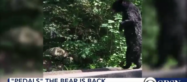 Un ours qui ressemble vraiment à un homme - Sputnik Afrique