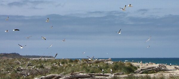 Kaitangata - Sputnik Afrique