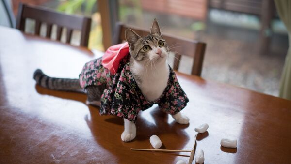 Un chat portant un kimono - Sputnik Afrique