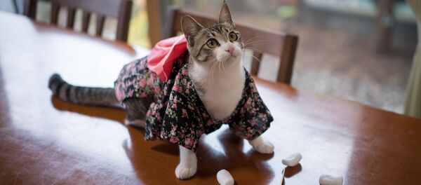 Un chat portant un kimono - Sputnik Afrique