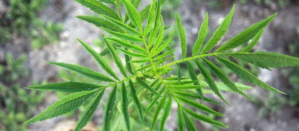 cannabis - Sputnik Afrique