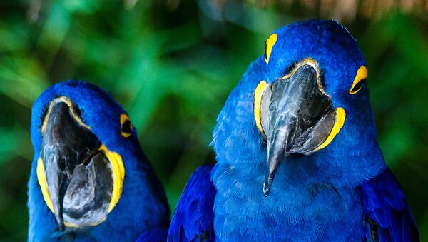 Hyacinth Macaws - Sputnik Afrique