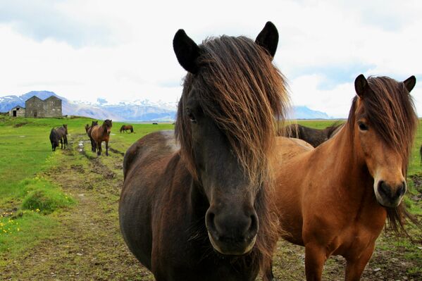 Il faut absolument faire du cheval. Probablement que les chevaux islandais sont les plus beaux et amicaux de la planète. - Sputnik Afrique