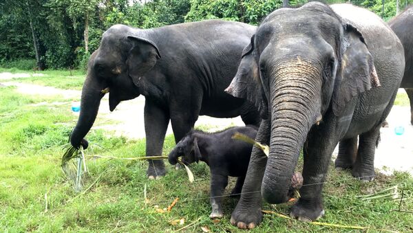 The Singapore Night Safari's first baby elephant calf (C) to be born in six years, is seen as she plays at the zoo, June 28, 2016 - Sputnik Afrique