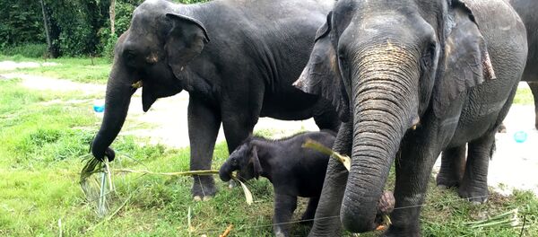 The Singapore Night Safari's first baby elephant calf (C) to be born in six years, is seen as she plays at the zoo, June 28, 2016 - Sputnik Afrique