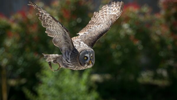An owl is pictured at the Beauval Zoo in Saint-Aignan, near Tours, on June 23, 2016 - Sputnik Afrique