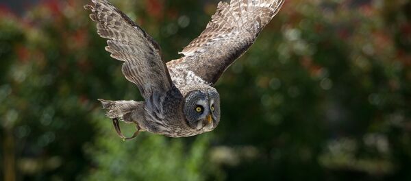 An owl is pictured at the Beauval Zoo in Saint-Aignan, near Tours, on June 23, 2016 - Sputnik Afrique