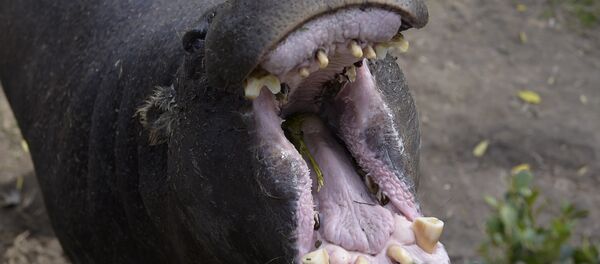Un hippopotame - Sputnik Afrique