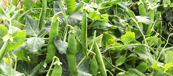 Le petit pois - Sputnik Afrique