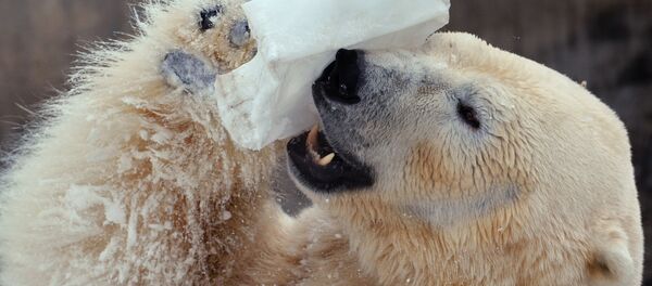 Ours blanc - Sputnik Afrique