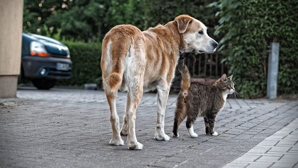 un chien et un chat - Sputnik Afrique