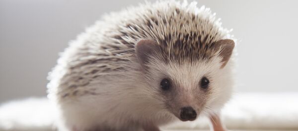 Hérisson - Sputnik Afrique