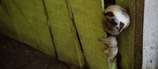 Un paresseux - Sputnik Afrique