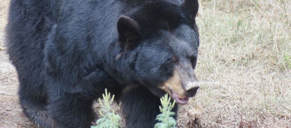 L'ours noir - Sputnik Afrique