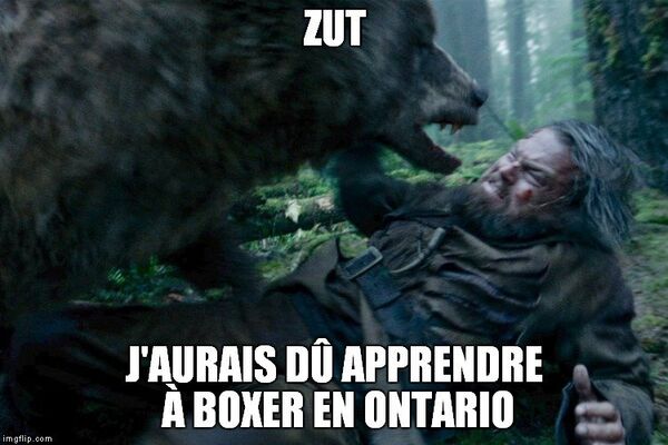 Apparemment, Leonardo aurait dû prendre une ou deux leçons de boxe avant d'aller en forêt Apparemment, Leonardo aurait dû prendre une ou deux leçons de boxe avant d'aller en forêt - Sputnik Afrique