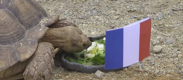 Tortue pronostiqueuse de Nantes: la France va battre l'Allemagne 2-1 - Sputnik Afrique