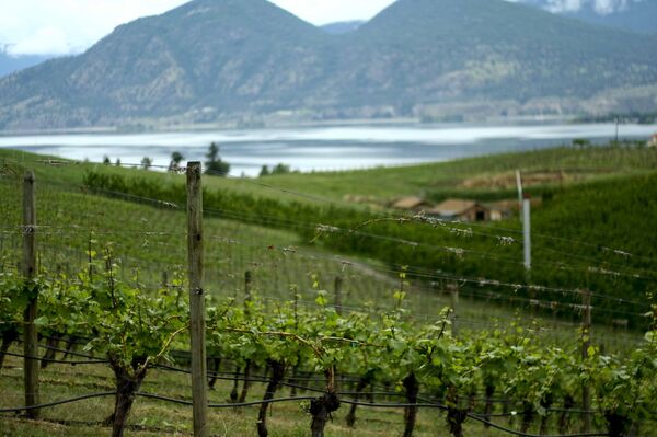 «Vins de France»: quand le marketing des vins de table laisse un goût amer - Sputnik Afrique