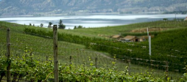 vignoble - Sputnik Afrique