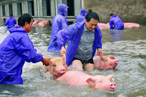 Les employés d’une ferme en train de sauver des cochons lors d’une inondation dans la ville de Lu'an en Chine. - Sputnik Afrique