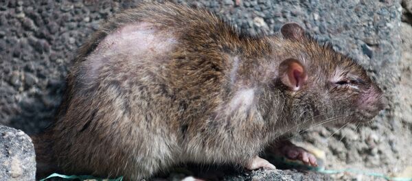 Un rat - Sputnik Afrique