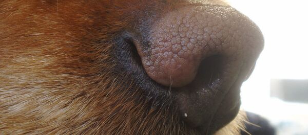 Nez Nez - Sputnik Afrique