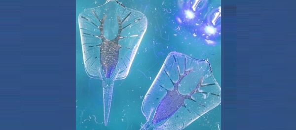 Un biorobot fait de cellules cardiaques de rat Un biorobot fait de cellules cardiaques de rat - Sputnik Afrique