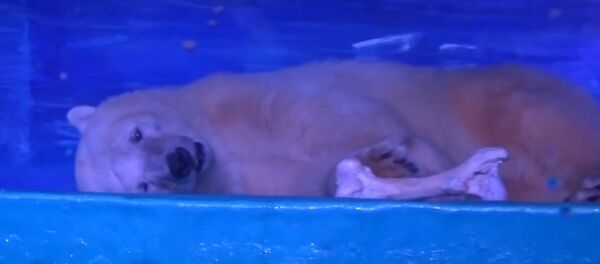 L'ours dans un centre commercial chinois - Sputnik Afrique