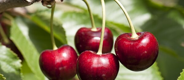 La récolte des cerises - Sputnik Afrique