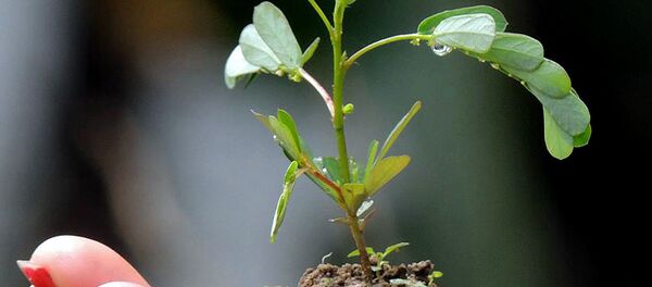 En Inde, près de 50 M d'arbres plantés en un seul jour - Sputnik Afrique